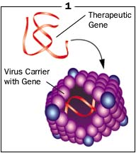 Diagram #1 shows the virus-carrier containing the therapeutic gene