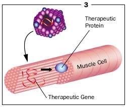 Diagram 3 shows the muscle cell, therapeutic gene and therapeutic protein