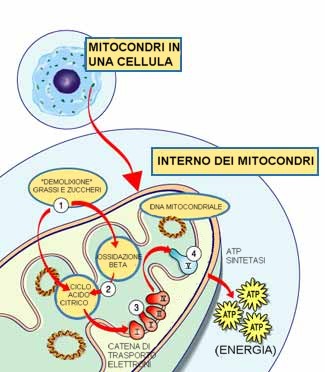 Diagram: the energy extraction process inside the mitochondrion.