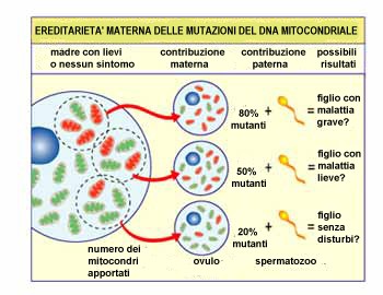Maternal Inheritance of Mitochondrial DNA Mutations