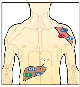 Diagram of the body