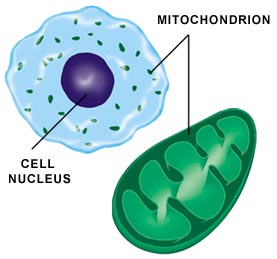 Mitochondrion and the cell nucleus.