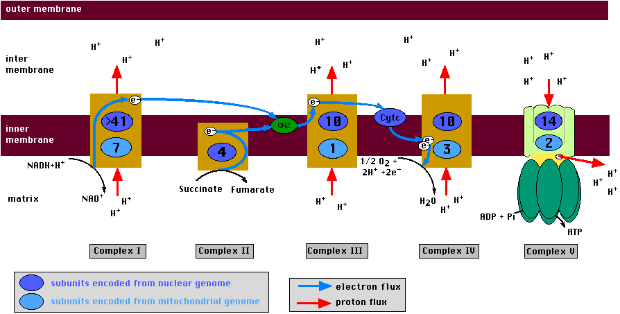 respiratory chain picture