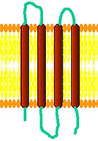 Connexin-32