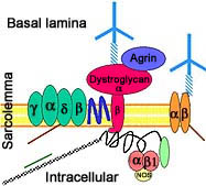 DAG complex +