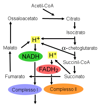 TCA cycle