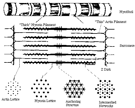 Muscle fiber structure