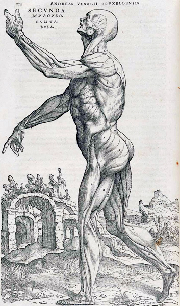 Vesalius
